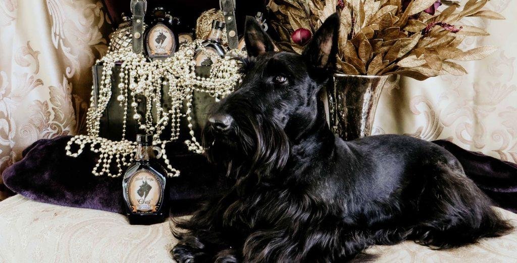 regal scottie dog, origin black scottie chai